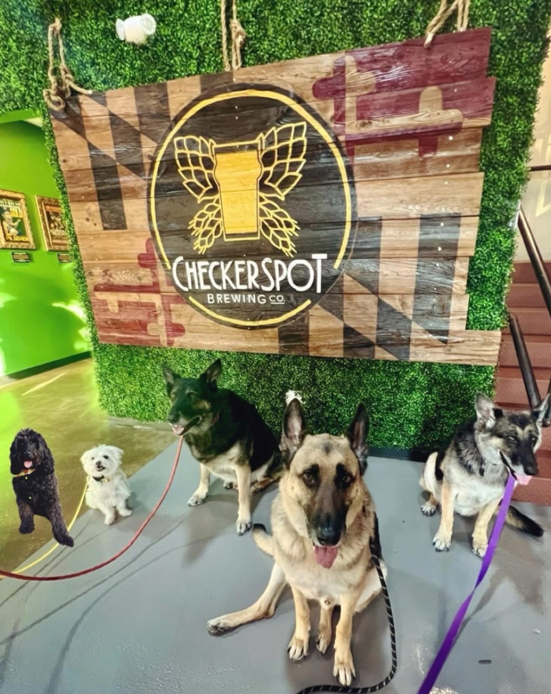 A group of dogs posing in front of the Checkerspot Maryland-flag sign
